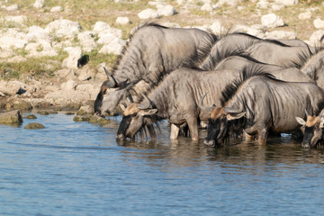Fototapeta premium Gnus beim Trinken