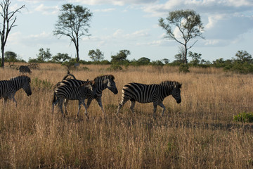 Fototapeta na wymiar Plains Zebra (Equus quagga) in open grassland, Sabi Sands, Greater Kruger, South Africa