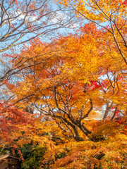 Colorful leaves in forest in Japan autumn