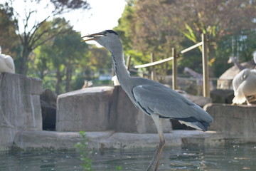 アオサギ魚丸呑み