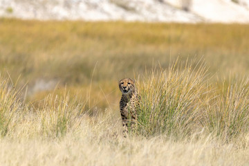 Gepard