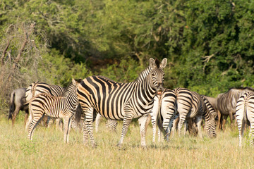Obraz na płótnie Canvas Plains Zebra (Equus quagga) in open grassland, Sabi Sands, Greater Kruger, South Africa