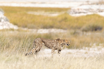 Gepard