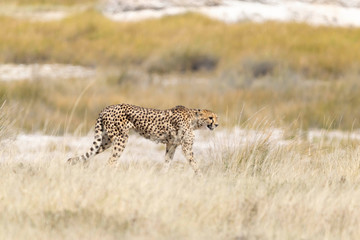 Gepard