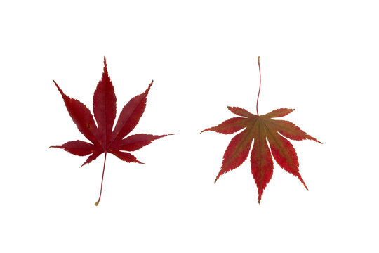 Herbstlich gefärbtes Ahornblatt, Vorderseite und Rückseite, freigestellt auf Weiß