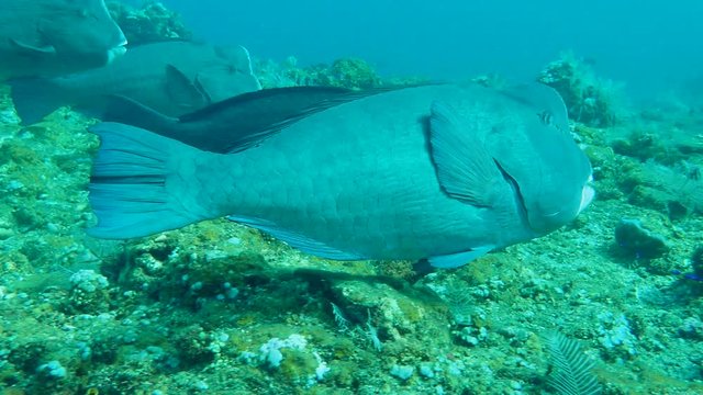 School of large Green Humphead Parrotfish - Bolbometopon muricatum swimming over coral reef, Bali, Indonesia