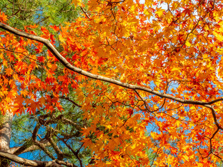 Colorful leaves in forest in Japan autumn