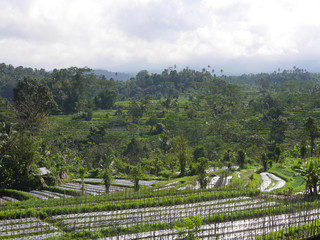 Fototapeta na wymiar indonésie bali Sidemen rizieres