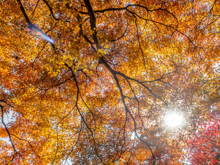 Colorful leaves in forest in Japan autumn
