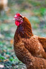 Portrait of a hen in the yard.Portrait of a hen in the yard.