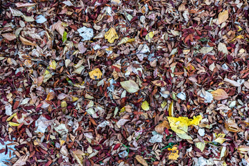 autumn yellow leaves