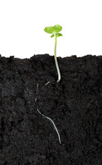 Sectional view of cabbage sprout