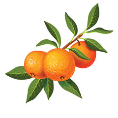 Sprig with three tangerines and green leaves.