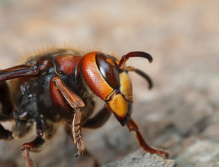 Macro details of hornet