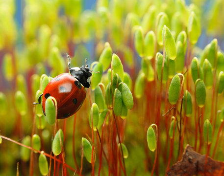 Ladybird in moss brushwood