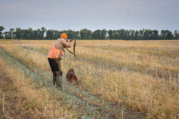 Red irish setter dog in field. Point a bird throw hunting.