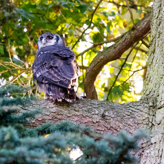 Verreaux's eagle-owl (Bubo lacteus), also commonly known as the milky eagle owl or giant eagle owl