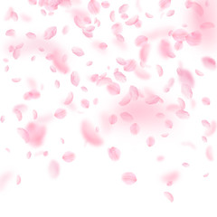 Sakura petals falling down. Romantic pink flowers 