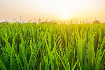 Fototapeta premium Image is blurred, Rice fields with the Orange Sun is beautiful images. Background images can be made and used for advertising.
