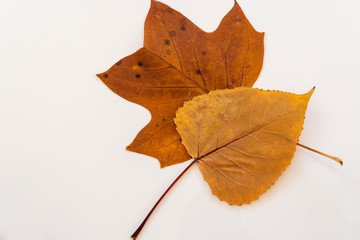 Herbstblätter isoliert auf weiß