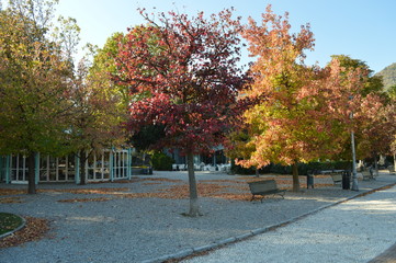 Naklejka premium alberi