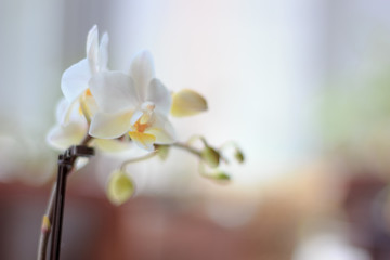 Beautiful small white phalaenopsis orchid on window.