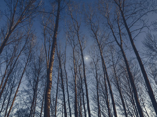 Upward perspective view of tall aspen trees on a blue sky background, texture