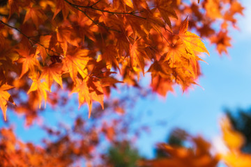 Naklejka na ściany i meble Autumn maple momiji leaf in blue sky background. Seasonal natural landscape in fall season.