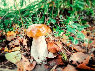 Penny bun mushroom (Boletus edulis) growing in the forest.