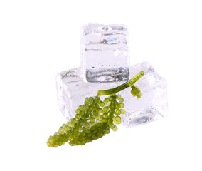 Sea grapes ( green caviar ) seaweed,