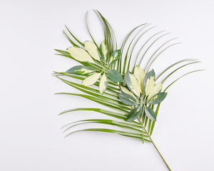 Tropical palm leaves on white background.