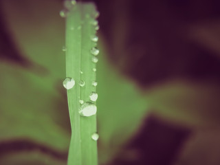 Water droplets on the grass close-up, background, texture