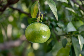 熟れ始めの樹上のミカンの実