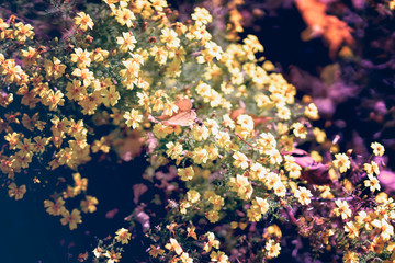 Autumn yellow flowers on a street flowerbed with bee, sunny day, changing seasons. Blur, selective focus.