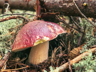 Penny bun mushroom (Boletus edulis) growing in the forest against a background reindeer moss