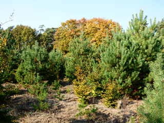 Piękne kolory jesieni.