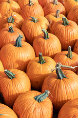 Autumn harvest background