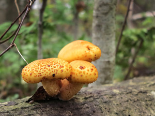 Pholiota aurivella Edible mushroom
