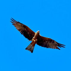 Flying red kite (Milvus milvus)