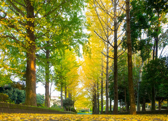 Naklejka premium Ginkgo tree leaf in autumn outdoor park fall season.