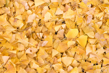 Ginkgo tree leaf in autumn fall season texture wallpaper.