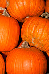 Front view, close distance of six pumpkins  on display and for sale at a tropical farmers market on a sunny, autumn day