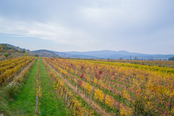 Fototapeta na wymiar Autumn vineyards in Pezinok. Not far from Bratislava. Slovakia.