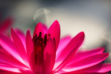 close up of blooming beautiful lotus flower background