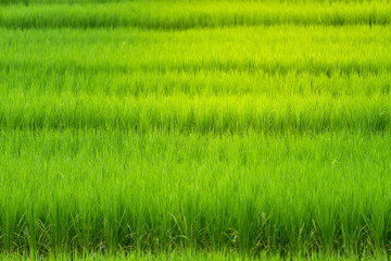 Green rice field under sunlight.