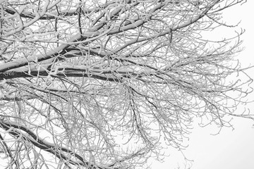 Fragment of a tree, branches covered with snow, black and white photo