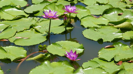 Lotus or waterlily in a pond.