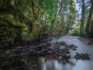 A living tree and a dead one take fantastic forms in the river