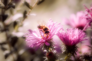 Pink and the Bee