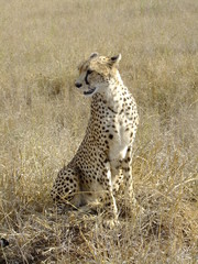 Gepard in der serengeti